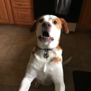 Meet your Posher, Carlo